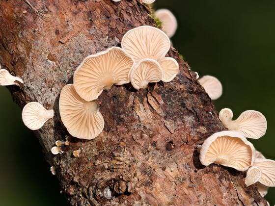  Gemeines Stummelfüßchen (Crepidotus variabilis) wächst auf dem Totholz eines Fichtenastes, Nordrhein-Westfalen, Deutschland, Europa *** Common stump-foot Crepidotus variabilis growing on the deadwood of a spruce branch, North Rhine-Westphalia, Germany, Europe Copyright: imageBROKER/DieterxMahlke ibldim07172941.jpg