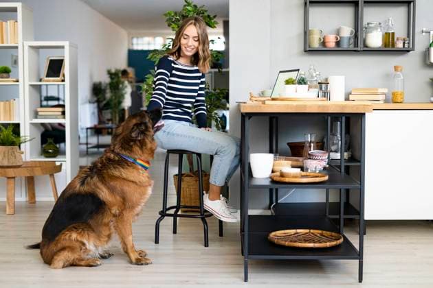IMAGO Creative, Health, Hunde im Büro reduzieren Stress Smiling young woman stroking dog in kitchen model released property released, GIOF14027