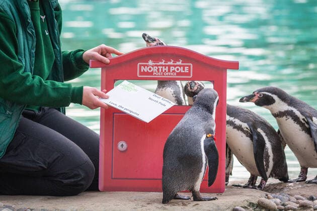 **VIDEO AVAILABLE: CONTACT INFO@COVERMG.COM** Zookeepers helped the penguins at ZSL London Zoo post their Christmas wishes to Santa today - ahead of the launch of the Zoo?s seasonal festivities this Saturday (27 November). From Saturday 27 November to Monday 3 January visitors to the Magic of Christmas at London Zoo will be able to dash through the Zoo?s very own fairy-lit festive wonderland, following an outdoor trail to find out what their favourite animals want for Christmas. ZSL London Zoo penguin keeper Jessica Jones said: We?re pretty sure Santa now knows to get something fishy for the penguins this year, but from this Saturday, we?re inviting visitors to become elves-in-training and help make sure Santa brings the per Copyright: xx 50932820 EDITORIAL USE ONLY. NOT FOR USE BY NEWSPAPERS BASED IN THE UK.