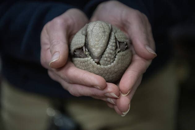A rare southern three-banded armadillo baby was born recently at a Washington zoo, marking the first birth of a healthy pup in the zoo?s 116-year history. Southern three-banded armadillos Vespa and Scooter welcomed a female pup into the world on October 30th, making them both first-time parents. The pup is the first healthy armadillo pup born at Tacoma s Point Defiance Zoo & Aquarium since it first opened 116 years ago. She is healthy and the perfect little replica of her parents, said the zoo?s head veterinarian Dr. Karen Wolf. We?re thrilled to welcome this pup into our animal family, added assistant curator Maureen O?Keefe. Keepers monitored mom Vespa?s behaviour around the clock leading up to the birth. Ve Copyright: xx 50933053 EDITORIAL USE ONLY. NOT FOR USE BY NEWSPAPERS BASED IN THE UK.