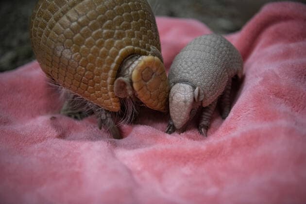 A rare southern three-banded armadillo baby was born recently at a Washington zoo, marking the first birth of a healthy pup in the zoo?s 116-year history. Southern three-banded armadillos Vespa and Scooter welcomed a female pup into the world on October 30th, making them both first-time parents. The pup is the first healthy armadillo pup born at Tacoma s Point Defiance Zoo & Aquarium since it first opened 116 years ago. She is healthy and the perfect little replica of her parents, said the zoo?s head veterinarian Dr. Karen Wolf. We?re thrilled to welcome this pup into our animal family, added assistant curator Maureen O?Keefe. Keepers monitored mom Vespa?s behaviour around the clock leading up to the birth. Ve Copyright: xx 50933051 EDITORIAL USE ONLY. NOT FOR USE BY NEWSPAPERS BASED IN THE UK.