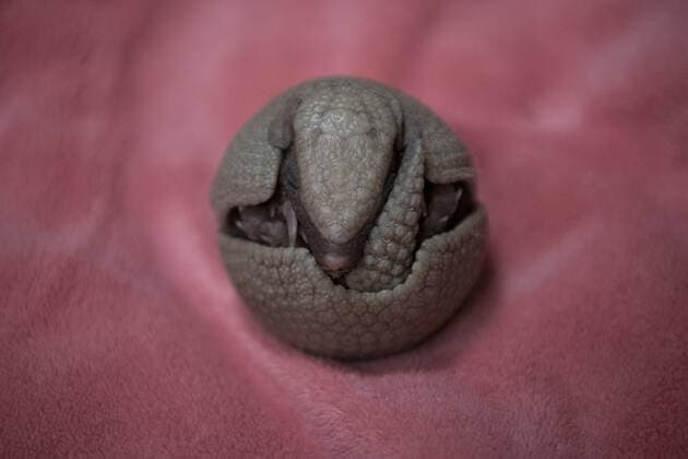 A rare southern three-banded armadillo baby was born recently at a Washington zoo, marking the first birth of a healthy pup in the zoo?s 116-year history. Southern three-banded armadillos Vespa and Scooter welcomed a female pup into the world on October 30th, making them both first-time parents. The pup is the first healthy armadillo pup born at Tacoma s Point Defiance Zoo & Aquarium since it first opened 116 years ago. She is healthy and the perfect little replica of her parents, said the zoo?s head veterinarian Dr. Karen Wolf. We?re thrilled to welcome this pup into our animal family, added assistant curator Maureen O?Keefe. Keepers monitored mom Vespa?s behaviour around the clock leading up to the birth. Ve Copyright: xx 50933047 EDITORIAL USE ONLY. NOT FOR USE BY NEWSPAPERS BASED IN THE UK.