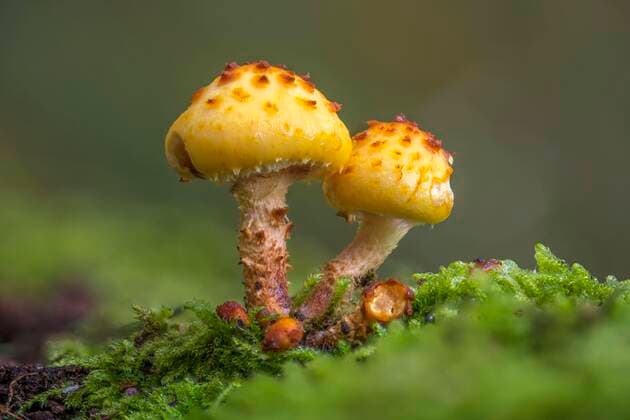 Goldfell-Schüppling (Pholiota aurivella) auf Moos, Pilz, Fruchtkörper, Mönchbruch, Rüsselsheim am Main, Hessen, Deutschland, Europa *** Goldfell Schüppling Pholiota aurivella on moss, mushroom, fruiting body, Mönchbruch, Rüsselsheim am Main, Hesse, Germany, Europe Copyright: imageBROKER/GeorgxStelzner iblcag07167573.jpg