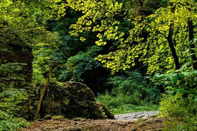 Summer forest thicket landscape in Jurassic limestone mountain massif in Pradnik creek valley of Cracow-Czestochowa upland in Ojcow in Lesser Poland  BEW1DDC3F61