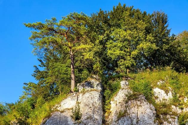 Trench Rock Stronghold - Grodzisko Gora Okopy - Jurassic limestone mountain massif in Pradnik creek valley of Cracow-Czestochowa upland in Ojcow in Lesser Poland  BEW1DDC3F86