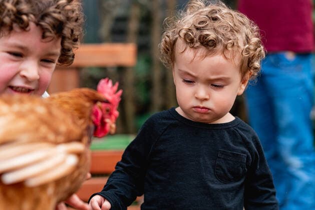 Cute little curly haired boy showing hen to crop brother in garden in agricultural farm, Model released LeonardoBorges_VegetableGarden_63.jpg Copyright: xLeonardoxBorgesx MR