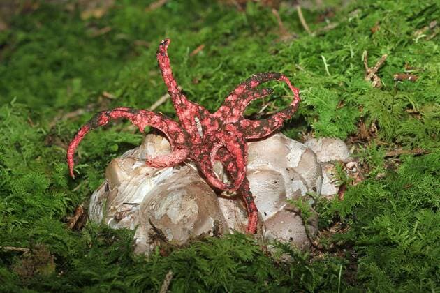  Tintenfischpilz (Clathrus archeri) wächst aus den sog. Hexeneiern, Allgäu, Bayern, Deutschland, Europa *** Squid fungus Clathrus archeri grows from the so-called witch eggs, Allgäu, Bavaria, Germany, Europe Copyright: imageBROKER/DieterxHopf ibxdeh07159540.jpg
