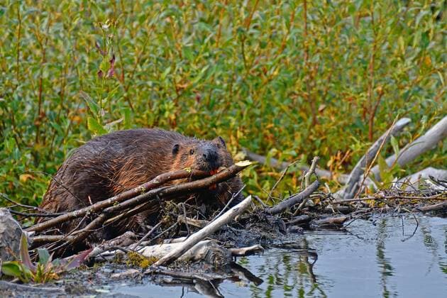 Kanada Biber (Castor canadensis) auf einem Damm, schleppt Zweige, Zähne sichtbar, hinten Weidengebüsch, Yukon Territory, Kanada, Nordamerika Copyright: imageBROKER/GerhardxKraus ibxgek07175268.jpg