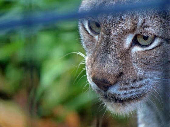 Nordluchs in Aktion Luchs *** Northern lynx in action Lynx