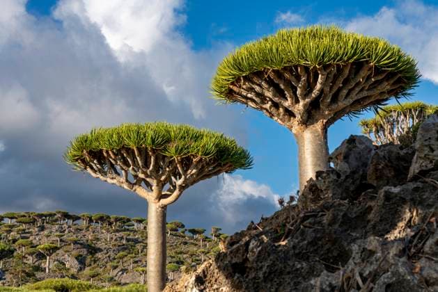 IMAGO Nature: Unsere Erde, Pflanzen, Seltene Pflanzen exotic and unique Socotra dragon tree, Dracaena cinnabari (CTKxPhoto OndrejxZaruba) CTKPhotoF202111301232601 