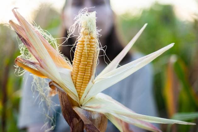 Woman harvests corn from her garden Texas City, Texas, United States CR_INCH211123-870509-01 ,model released, Symbolfoto
