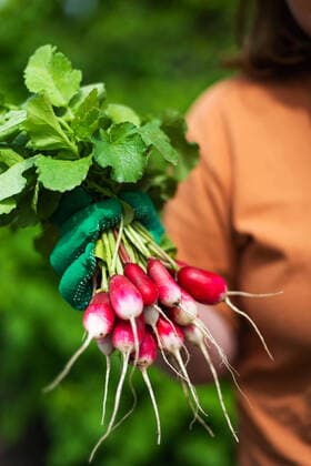 Woman harvest radish from her garden Texas City, Texas, United States CR_INCH211123-870513-01 ,model released, Symbolfoto
