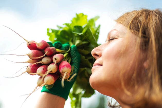 Creative Highlights Symbolbilder Woman harvests radish from her garden Texas City, Texas, United States CR_INCH211123-870515-01 ,model released, Symbolfoto