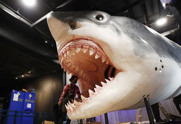News Bilder des Tages Workers from the American Museum of Natural History Exhibition craft and assemble a massive, 27-foot-long, 10-foot-tall model of the ancient shark megalodon as part of the American Museum of Natural History s new exhibition Sharks opening December 15 in New York City on Tuesday, November 30, 2021.  NYP20211130102 JohnxAngelillo