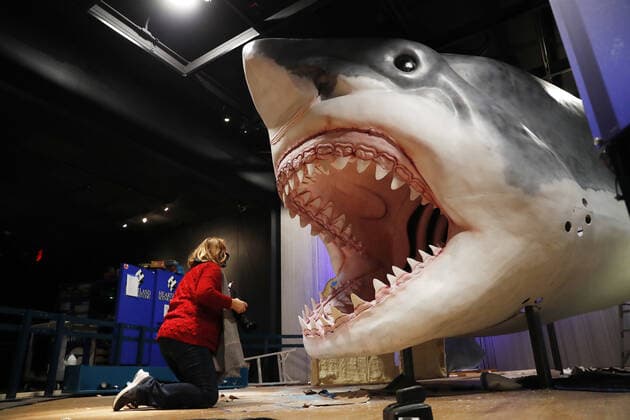 A photographer takes photos as workers from the American Museum of Natural History Exhibition craft and assemble a massive, 27-foot-long, 10-foot-tall model of the ancient shark megalodon as part of the American Museum of Natural History s new exhibition Sharks opening December 15 in New York City on Tuesday, November 30, 2021.  NYP20211130113 JohnxAngelillo
