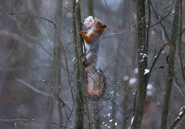 Creative Highlights World IVANOVO REGION, RUSSIA - DECEMBER 1, 2021: A squirrel lives in the forest outside the town of Plyos, 70km northeast of Ivanovo. Vladimir Smirnov TASS  TS11A466