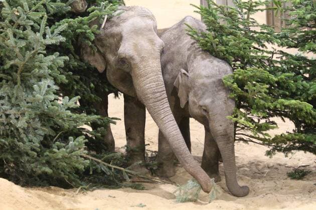 **VIDEO AVAILABLE: CONTACT INFO@COVERMG.COM** A herd of elephants have kicked off the festive season playing with giant Christmas trees at Whipsnade Zoo. While many families are starting to decorate their trees for Christmas, keepers at the UK?s largest Zoo knew that their herd of endangered Asian elephants would have more fun pulling, shaking off and even eating decorations. The keepers ?dressed? some giant pine trees, some up to 20-feet-tall, with elephant-friendly decorations made of fruit and wood, and let the celebrations begin. First to discover their festive surprise were the youngest pair of pachyderms, five-year-old Beth and 12-year-old Donna, who dove straight into the woody wonderland, quickly locating the hidden apple Copyright: xx 50954215 EDITORIAL USE ONLY. NOT FOR USE BY NEWSPAPERS BASED IN THE UK.