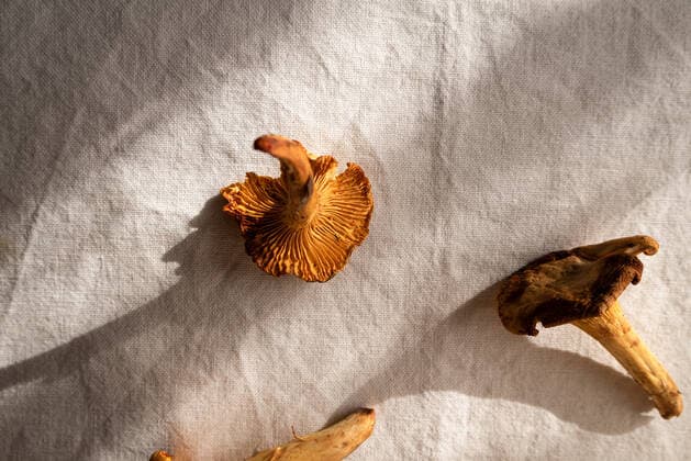 IMAGO Creative: Herbst, Kulinarische Klassiker High angle of chanterelle mushrooms placed on table on sunlight in countryside home JulianneMedeiros_Mushrooms_13.jpg Copyright: xJuliannexMedeirosx Model Released