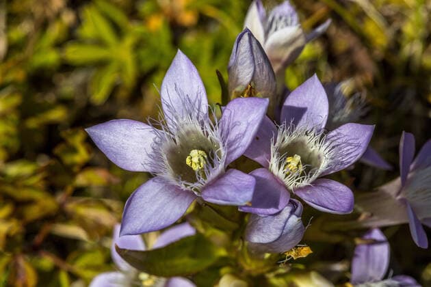IMAGO Nature: Unsere Erde: Pflanzenwelt: Bedrohte Arten Österreichischer Kranzenzian (Gentianella austriaca) McPRMU *** Austrian gentian Gentianella austriaca McPRMU McPRMU