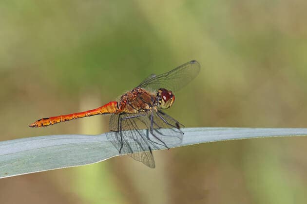 Creative Highlights World Blutrote Heidelibelle (Sympetrum sanguineum), Maennchen sitzt auf einem Schilfblatt, Niederlande, Overijssel, Weerribben-Wieden Nationalpark Ruddy sympetrum, Ruddy darter (Sympetrum sanguineum), male sits on a blade of reed, Netherlands, Overijssel, Weerribben-Wieden National Park BLWS658086 *** Red darter Sympetrum sanguineum , male sits on a blade of reed, Netherlands, Overijssel, Weerribben Wieden National Park Ruddy sympetrum, Ruddy darter Sympetrum sanguineum , male sits on a blade of reed, Netherlands, Overijssel, Weerribben Wieden National Park BLWS658086 Copyright: xblickwinkel M.xWoikex