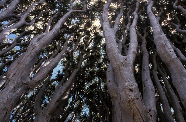 Creative Highlights World Dragon s blood tree trunk (Dracaena draco)..Brena Baja, La Palma, Spain.. Brena Baja La Palma island Santa Cruz de Tenerife Spain Copyright: xMarcosxVeigax MVB0901-15