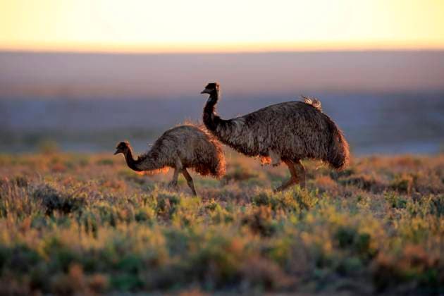  Emu (Dromaius novaehollandiae), adult Paar bei Sonnenuntergang, Sturt Nationalpark, New South Wales, Australien, Ozeanien *** Emu Dromaius novaehollandiae , adult pair at sunset, Sturt National Park, New South Wales, Australia, Oceania Copyright: imageBROKER/Jx&xCxSohns iblsjr05555042.jpg