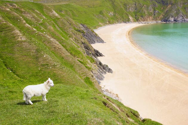 County Donegal, Ireland, Sheep Near The Coast Copyright: DonxHammond 1789952
