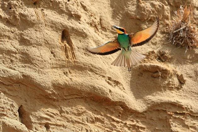 Creative Highlights World Creative Highlights World Bienenfresser (Merops apiaster), beginnt mit dem Bau einer Bruthöle, fliegt vor sandiger Steilwand, Krauchenwies, Naturpark Obere Donau, Baden-Württemberg, Deutschland, Europa *** Bee-eater Merops apiaster , starts building a nesting burrow, flies in front of sandy cliff, Krauchenwies, Upper Danube Nature Park, Baden Württemberg, Germany, Europe Copyright: imageBROKER/WolfgangxVeeser ibxwve07183060.jpg