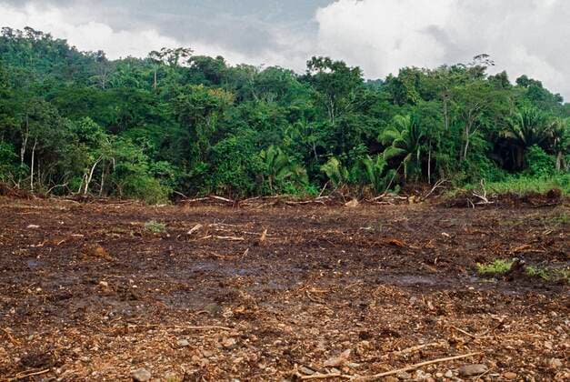 IMAGO Nature: Unsere Erde, Umweltverträgliche Herausforderungen, Regenwald Tropical Forest Cleared By Machinery, Belize Copyright: DavidxPonton 1865189