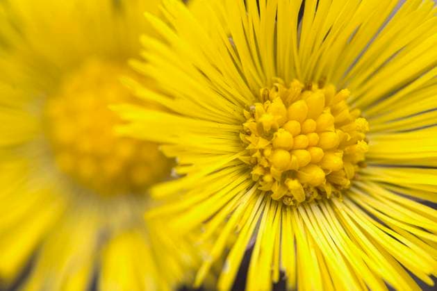 Huflattich (Tussilago farfara), Bluetenkoepfchen, Deutschland, Bayern colts-foot, coltsfoot (Tussilago farfara), blooming, Germany, Bavaria BLWS658340 *** Coltsfoot Tussilago farfara , blooming, Germany, Bavaria BLWS658340 Copyright: xblickwinkel M.xKuehnx