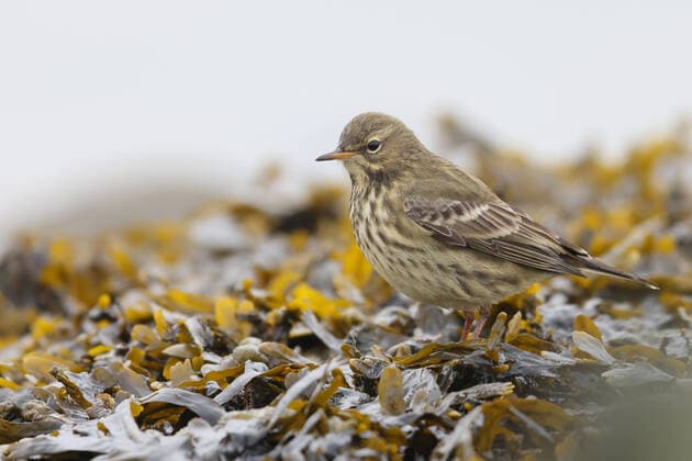 IMAGO Nature: Unsere Erde, Pflanzen: Bedrohte Planzenarten in Deutschland Wiesenpieper, Wiesen-Pieper (Anthus pratensis), steht auf Blasentang am Nordseeufer, Niederlande, Friesland, Holwerd Meadow Pipit (Anthus pratensis), stands on bladder wrack at the coast of the North Sea, Netherlands, Frisia, Holwerd BLWS658215 *** Meadow Pipit Anthus pratensis , stands on bladder wrack at the coast of the North Sea, Netherlands, Frisia, Holwerd Meadow Pipit Anthus pratensis , stands on bladder wrack at the coast of the North Sea, Netherlands, Frisia, Holwerd BLWS658215 Copyright: xblickwinkel M.xWoikex