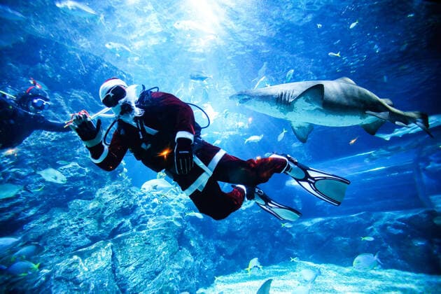 Bilder des Jahres 2021, Entertainment 12 Dezember Entertainment Themen der Woche KW49 Entertainment Bilder des Tages Weihnachtsmann im Sea Life Bangkok December 8, 2021, Bangkok, Thailand: A diver dressed in Santa Claus outfit swims next to a shark at the SEA LIFE aquarium during the Christmas season. Bangkok Thailand - ZUMAs197 20211208_zaa_s197_005 Copyright: xChaiwatxSubprasomx