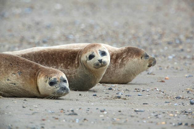 Seehund, See-Hund (Phoca vitulina), Drei Seehunde liegen am Strand, Deutschland, Schleswig-Holstein, Helgoland harbor seal, common seal (Phoca vitulina), Three harbor seals on the beach, Germany, Schleswig-Holstein, Heligoland BLWS658257 *** Seal, Sea Dog Phoca vitulina , Three harbor seals lying on the beach, Germany, Schleswig Holstein, Helgoland harbor seal, common seal Phoca vitulina , Three harbor seals on the beach, Germany, Schleswig Holstein, Heligoland BLWS658257 Copyright: xblickwinkel W.xWillnerx