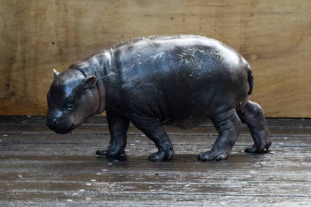 Bilder des Jahres 2021, Entertainment 12 Dezember Entertainment Themen der Woche KW49 Entertainment Bilder des Tages PYGMY HIPPO DEBUT, A two-week-old Pygmy Hippo calf makes her first appearance with her mother Kambiri at Taronga Zoo, Sydney, Thursday, December 9, 2021. ( NO ARCHIVING, EDITORIAL USE ONLY, NO USE IN BOOKS WITHOUT CONSENT SYDNEY NSW AUSTRALIA  Copyright: xBIANCAxDExMARCHIx 20211209001604965193