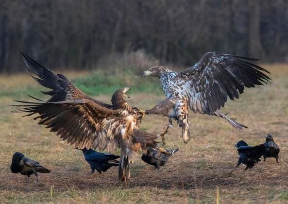  Seeadler (Haliaeetus albicilla) im Luftkampf, Polen, Europa *** White-tailed eagle Haliaeetus albicilla in aerial combat, Poland, Europe Copyright: imageBROKER/christianxzappel ibxcza07183197.jpg