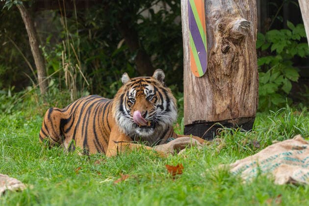 Keepers at ZSL London Zoo were inspired to create a festive forest for Sumatran tigers Asim and Gaysha this week, as part of the Zoo?s Christmas celebrations. ZSL London Zoo tiger keeper Kate Clark said: Just like pet cats, both Asim and Gaysha love to seek out and roll around in strong scents, so for Christmas this year we created a scented candy cane forest for them out of giant wooden canes and recycled hessian ?Santa sacks? - perfumed with natural seasonal scents such as ginger, nutmeg and cinnamon. But before male Asim had a chance to enjoy the sweet treat, mischievous female Gaysha decided to play the Grinch - clawing at and tearing down the scented festive display in seconds, sending her straight to Santa?s naughty Copyright: xx 50984555 EDITORIAL USE ONLY. NOT FOR USE BY NEWSPAPERS BASED IN THE UK.