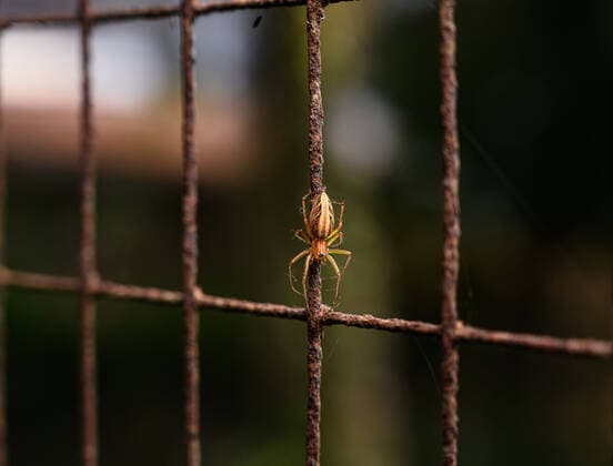 Animal India A striped lynx spider (Oxyopes javanus Thorell) is climbing through the web on the window net in a house at Tehatta, West Bengal; India on 24 11 2021. TEHATTA India  Copyright: xSoumyabrataxRoyx originalFilename:roy-notitle211124_npjCY.jpg