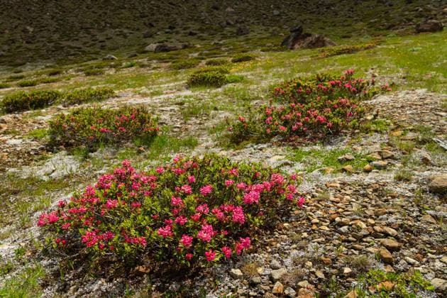 A bush of hairy alpenrose (Rhododendron hirsutum) in the alps in South Tyrol (Italy) Martell Italy