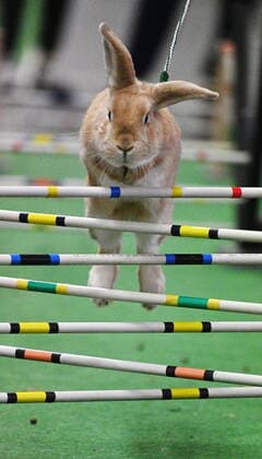 Entertainment Themen der Woche KW49 Entertainment Bilder des Tages Rabbit Jumping Moravia competition in Brno, Czech Republic, December 11, 2021. (CTKxPhoto IgorxZehl) CTKPhotoP2021121102795  zeh