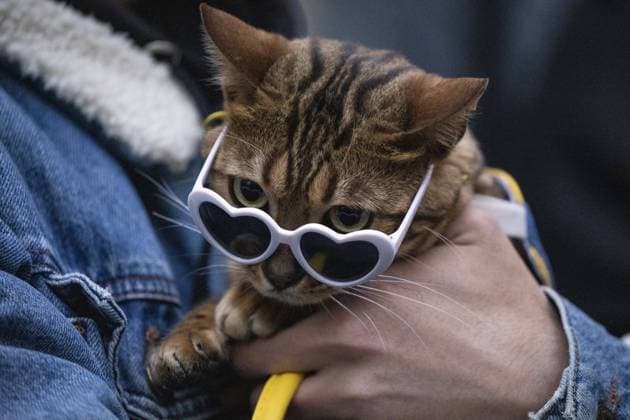 Entertainment Themen der Woche KW49 Entertainment Bilder des Tages GROZNY, RUSSIA - DECEMBER 12, 2021: A participant in a cat contest is seen during the Coffee Feast 2021 Festival in Esambayeva Boulevard. Yelena Afonina TASS  TS11B969