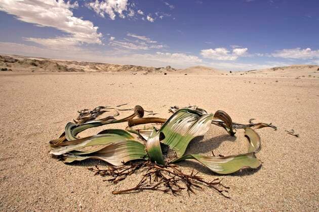 IMAGO Nature: Unsere Erde, Klimawandel, Dürren Welwitschia Pflanze Welwitschia Plant Welwitschia mirabellis Namib Wüste Namib Desert Namibia *** Welwitschia Plant Welwitschia Plant Welwitschia mirabellis Namib Desert Namibia Copyright: imageBROKER/ErichxGeduldig ibxege06772063.jpg