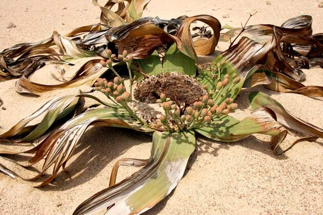 IMAGO Nature: Unsere Erde: Pflanzenwelt: Hässliche Pflanzen Welwitschia Pflanze Welwitschia Plant Welwitschia mirabellis weiblich female Namib Wüste Namib Desert Namibia *** Welwitschia plant Welwitschia plant Welwitschia mirabellis female Namib desert Namibia Copyright: imageBROKER/ErichxGeduldig ibxege06772064.jpg