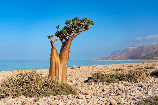 Creative Highlights World endemic tree socotra desert rose in autumn time (CTKxPhoto OndrejxZaruba) CTKPhotoF202112131274501 
