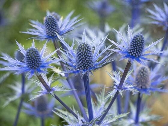  Closeup of sea holly, Eryngium x zabelii Big Blue, 25.10.2021, Copyright: xAngieC333x Panthermedia28687456