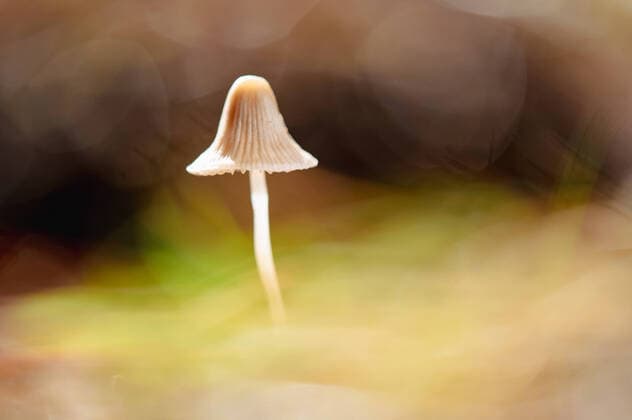 Macro shot of pale toadstool mushroom growing in forest on sunny autumn day GabrielTrujillo_Mushrooms_17.jpg Copyright: xGabrielxTrujillox Model Released