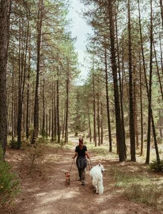 Creative Highlights Symbolbilder Back view of unrecognizable lady walking along path in green forest of Cuenca with dogs on leashes, Model released JorgeHiges_RoadTripCuenca_10.jpg Copyright: xJorgexHigesx MR