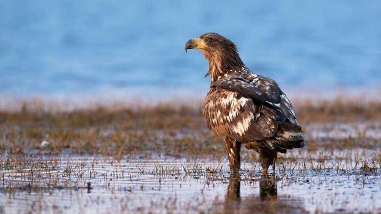  Juvenile white-tailed eagle standing on water from back., 26.10.2021, Copyright: xWildMediax Panthermedia28756393