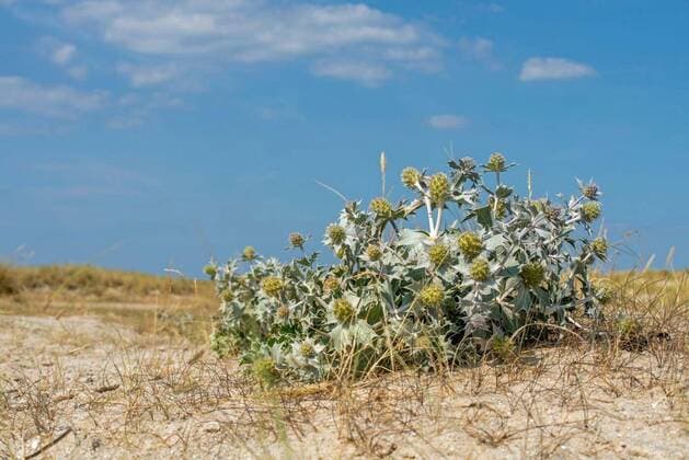  Beach thistle, 26.10.2021, Copyright: xAugustinx Panthermedia28779585