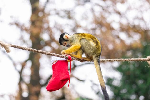 Zookeepers at ZSL London Zoo busied themselves hanging stockings for the Bolivian black-capped squirrel monkeys this week, as part of the Zoo?s Christmas activities. The mischievous monkey troop woke to find mini stockings strung along the branches of their In with the Monkeys home, each one filled with festive nuts as well as a colourful, stocking-shaped climbing frame, suspended between two trees. London Zoo keeper Rowan Swainson said: It?s the season of giving and we always look forward to sharing the magic of Christmas with the animals at ZSL London Zoo. At this time of year, people all around the country tend to start hanging up their stockings and at the Zoo it?s no different; the squirrel monkeys loved rummaging Copyright: xx 51017933 EDITORIAL USE ONLY. NOT FOR USE BY NEWSPAPERS BASED IN THE UK.
