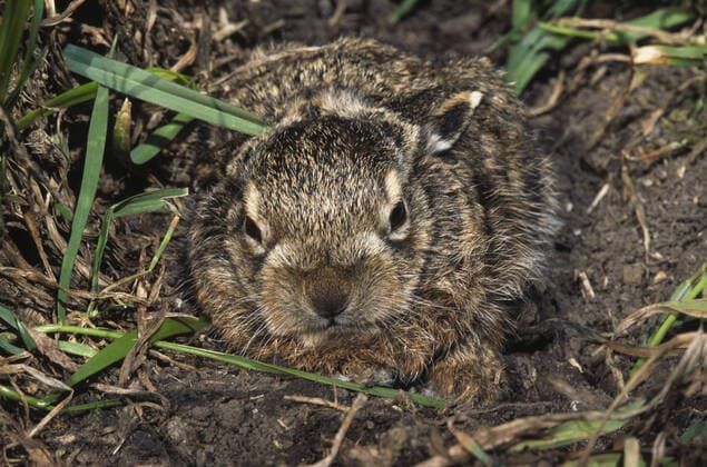 IMAGO Nature: Unsere Erde, Tiere, Tierische Meister der Tarnung Europaeischer Hase, Europaeischer Feldhase (Lepus europaeus), Jungtier, Deutschland European hare, Brown hare (Lepus europaeus), Bunny, Germany BLWS658740 *** European hare, Brown hare Lepus europaeus , Young, Germany European hare, Brown hare Lepus europaeus , Bunny, Germany BLWS658740 Copyright: xblickwinkel W.xWillnerx